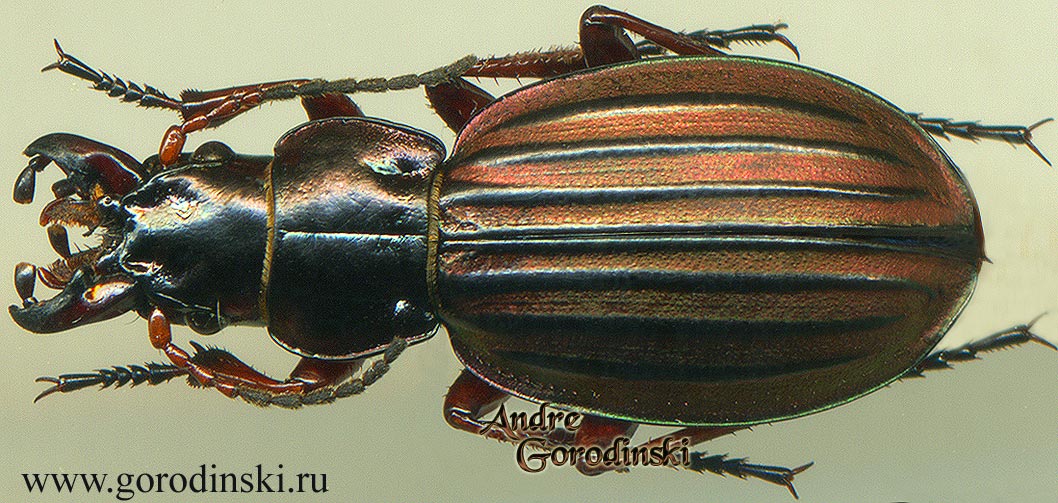 http://www.gorodinski.ru/carabus/Calocarabus gratus gratus.jpg